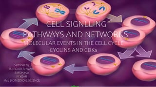 1
CELL SIGNLLING
PATHWAYS AND NETWORKS
MOLECULAR EVENTS IN THE CELL CYCLE
CYCLINS AND CDKs
Seminar by
B.JEGADESHWARI
BMS15350
IV YEAR
Msc BIOMEDICAL SCIENCE
 