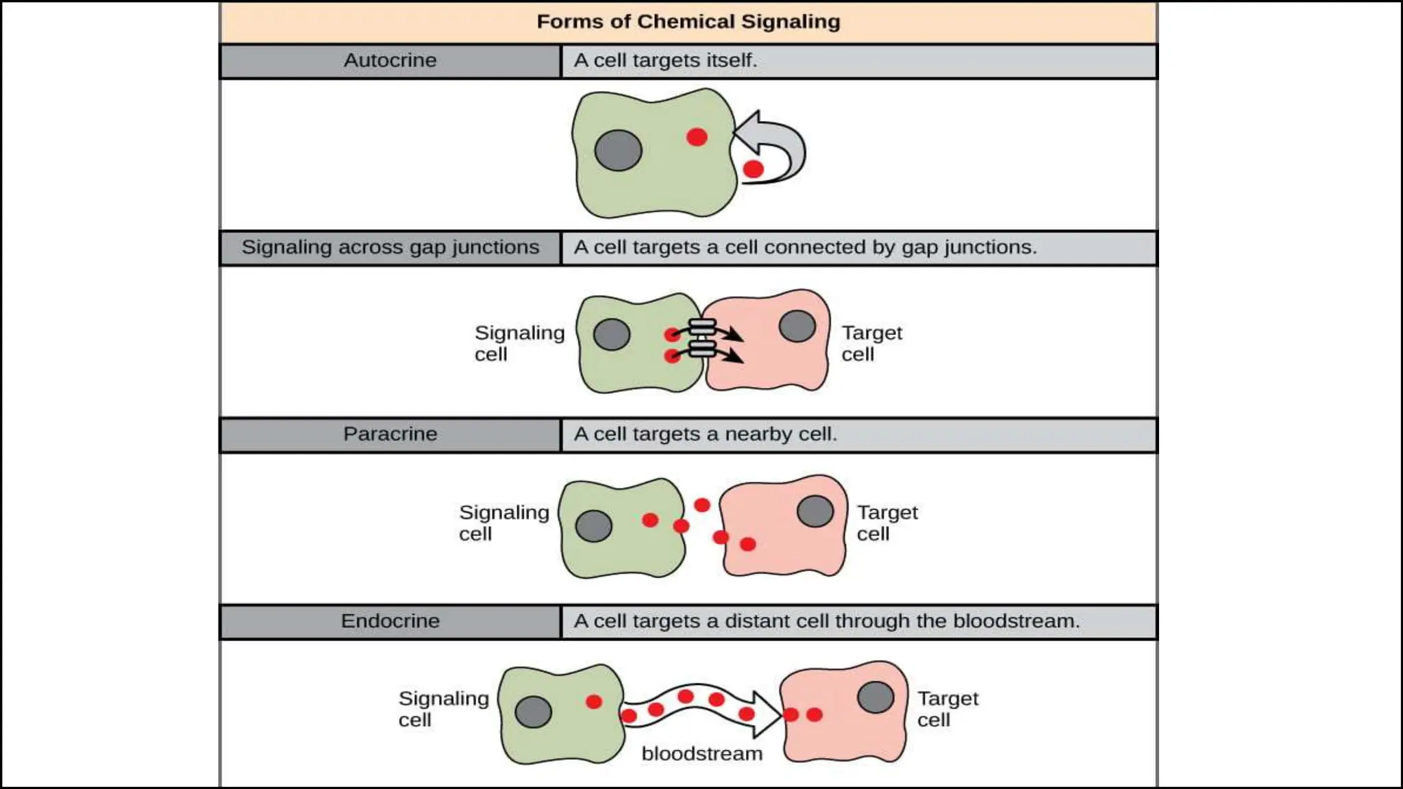 Cell signalling and its various types and signal molecules | PPTX