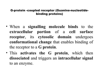G-protein -coupled receptor (Guanine-nucleotide-
binding proteins)
• When a signalling molecule binds to the
extracellular portion of a cell surface
receptor, its cytosolic domain undergoes
conformational change that enables binding of
the receptor to a G protein.
• This activates the G protein, which then
dissociated and triggers an intracellular signal
to an enzyme.
 