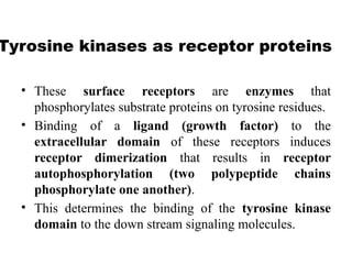 Tyrosine kinases as receptor proteins
• These surface receptors are enzymes that
phosphorylates substrate proteins on tyrosine residues.
• Binding of a ligand (growth factor) to the
extracellular domain of these receptors induces
receptor dimerization that results in receptor
autophosphorylation (two polypeptide chains
phosphorylate one another).
• This determines the binding of the tyrosine kinase
domain to the down stream signaling molecules.
 