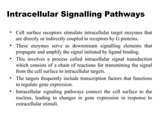 Intracellular Signalling Pathways
• Cell surface receptors stimulate intracellular target enzymes that
are directly or indirectly coupled to receptors by G proteins.
• These enzymes serve as downstream signalling elements that
propagate and amplify the signal initiated by ligand binding.
• This involves a process called intracellular signal transduction
which consists of a chain of reactions for transmitting the signal
from the cell surface to intracellular targets.
• The targets frequently include transcription factors that functions
to regulate gene expression.
• Intracellular signaling pathways connect the cell surface to the
nucleus, leading to changes in gene expression in response to
extracellular stimuli.
 