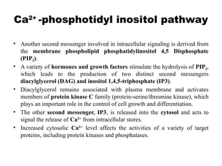 Ca2+
-phosphotidyl inositol pathway
• Another second messenger involved in intracellular signaling is derived from
the membrane phospholipid phosphatidylinositol 4,5 Disphosphate
(PIP )
₂ .
• A variety of hormones and growth factors stimulate the hydrolysis of PIP₂,
which leads to the production of two distinct second messengers
diacylglycerol (DAG) and inositol 1,4,5-triphosphate (IP3).
• Diacylglycerol remains associated with plasma membrane and activates
members of protein kinase C family (protein-serine/threonine kinase), which
plays an important role in the control of cell growth and differentiation.
• The other second messenger, IP3, is released into the cytosol and acts to
signal the release of Ca²+
from intracellular stores.
• Increased cytosolic Ca²+
level affects the activities of a variety of target
proteins, including protein kinases and phosphatases.
 