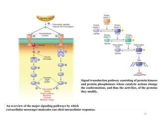 Comprehensive Overview of Cell Signalling Mechanisms and Pathways | PPTX