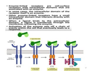 Comprehensive Overview of Cell Signalling Mechanisms and Pathways | PPTX