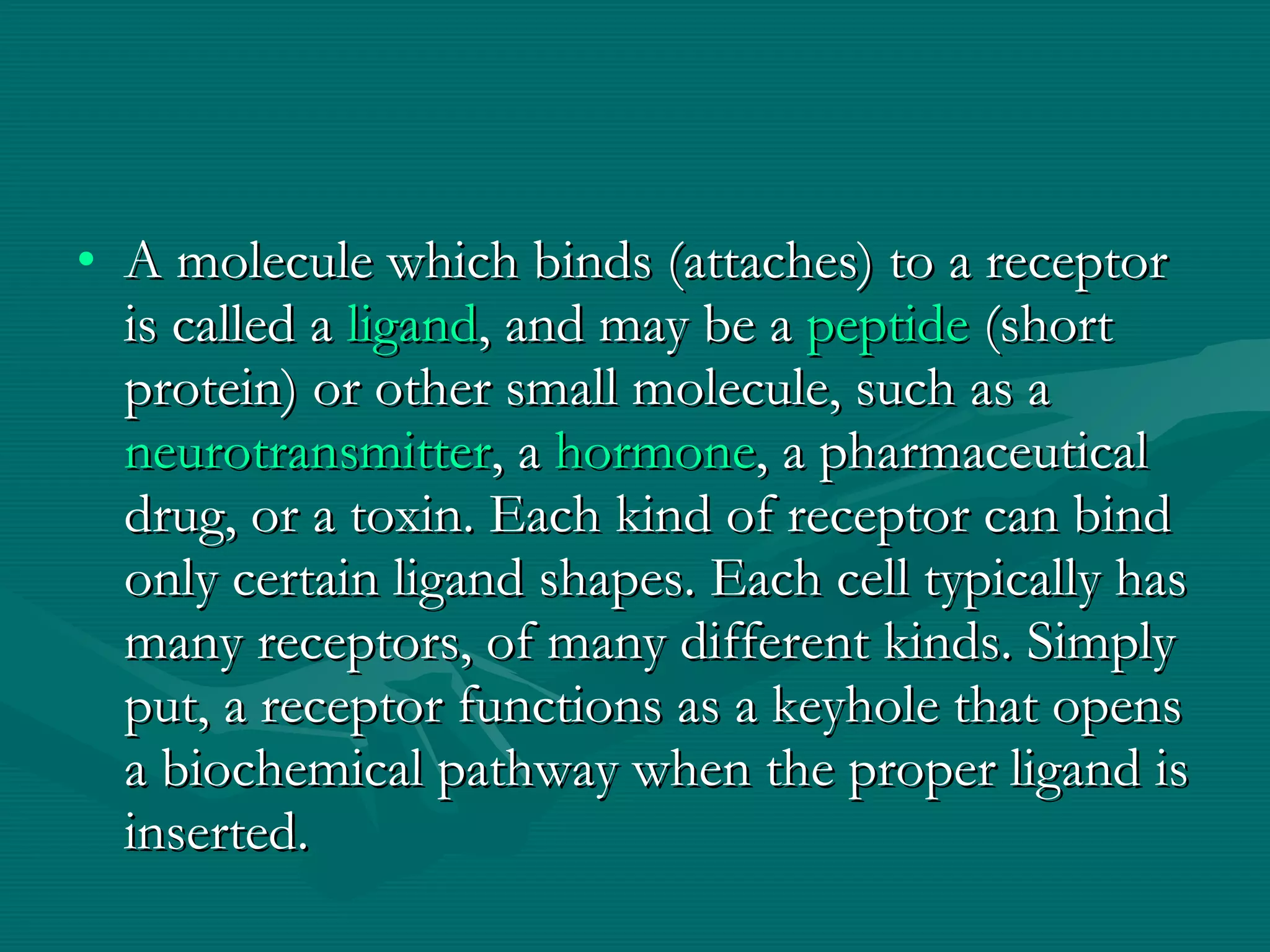 A molecule which binds (attaches) to a receptor is called a  ligand , and may be a  peptide  (short protein) or other small molecule, such as a neurotransmitter , a  hormone , a pharmaceutical drug, or a toxin. Each kind of receptor can bind only certain ligand shapes. Each cell typically has many receptors, of many different kinds. Simply put, a receptor functions as a keyhole that opens a biochemical pathway when the proper ligand is inserted. 