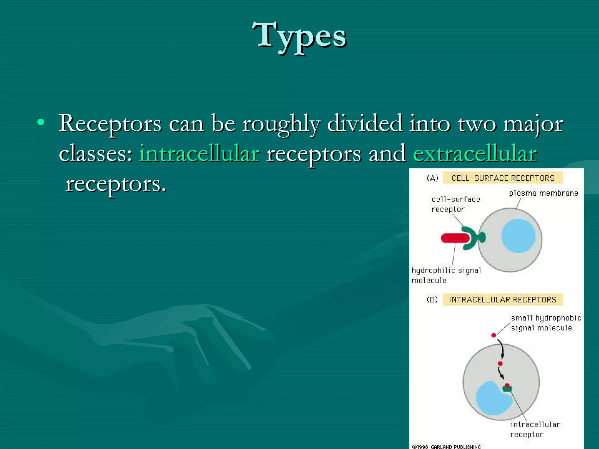 Types Receptors can be roughly divided into two major classes:  intracellular  receptors and  extracellular  receptors. 
