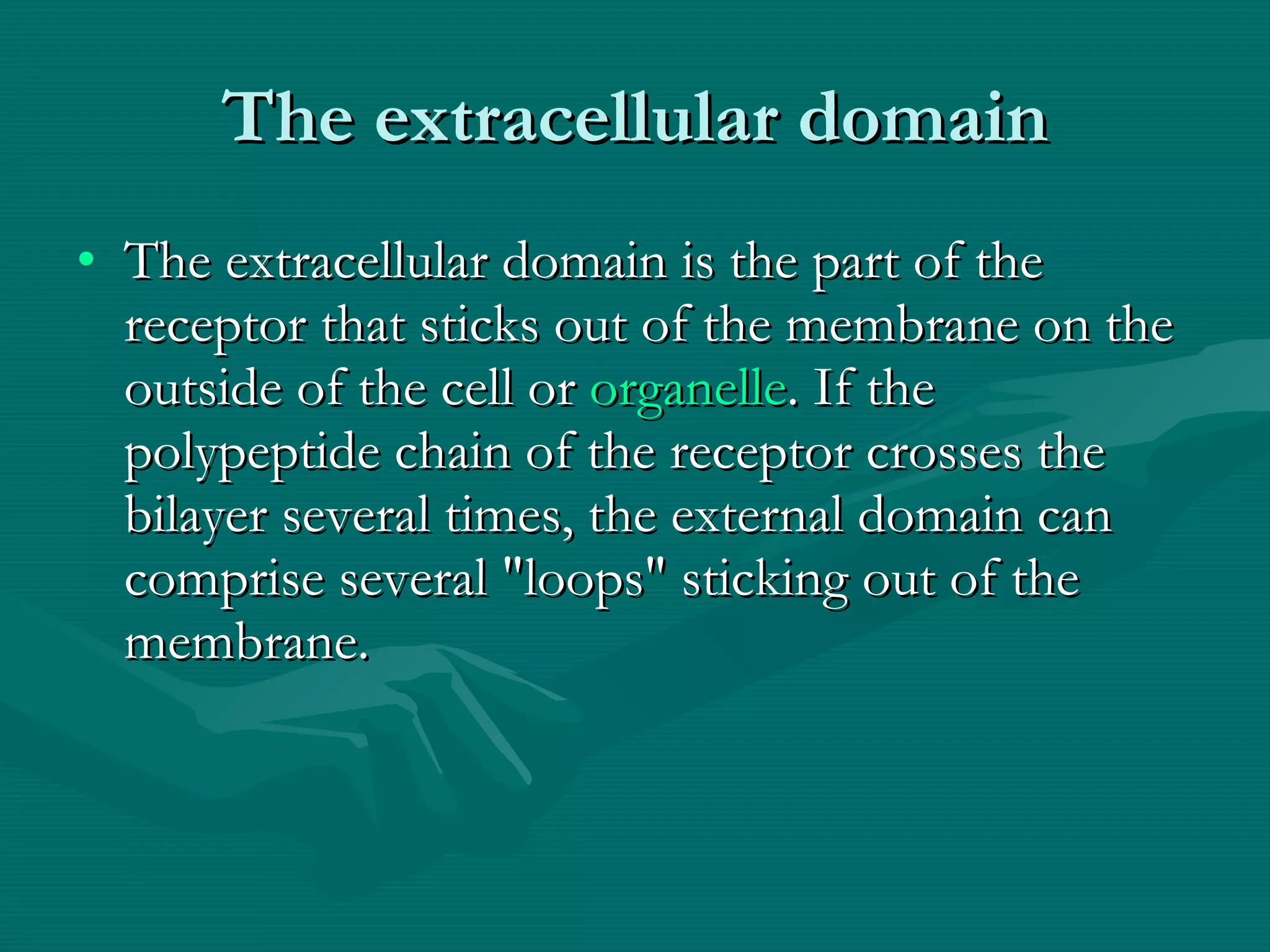 The extracellular domain The extracellular domain is the part of the receptor that sticks out of the membrane on the outside of the cell or  organelle . If the polypeptide chain of the receptor crosses the bilayer several times, the external domain can comprise several &quot;loops&quot; sticking out of the membrane. 