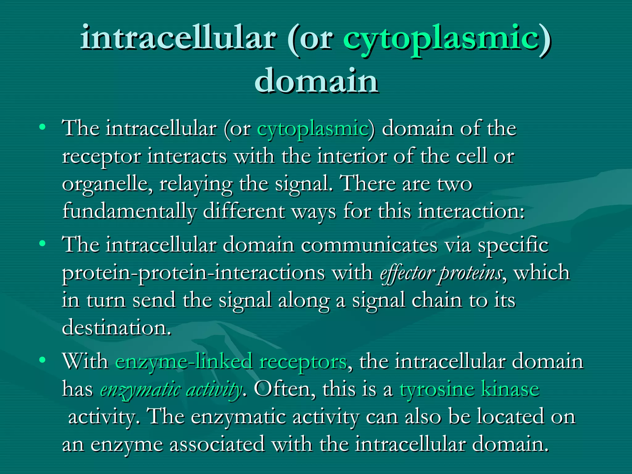 intracellular (or  cytoplasmic ) domain The intracellular (or  cytoplasmic ) domain of the receptor interacts with the interior of the cell or organelle, relaying the signal. There are two fundamentally different ways for this interaction: The intracellular domain communicates via specific protein-protein-interactions with  effector proteins , which in turn send the signal along a signal chain to its destination. With  enzyme-linked receptors , the intracellular domain has  enzymatic activity . Often, this is a  tyrosine kinase  activity. The enzymatic activity can also be located on an enzyme associated with the intracellular domain. 