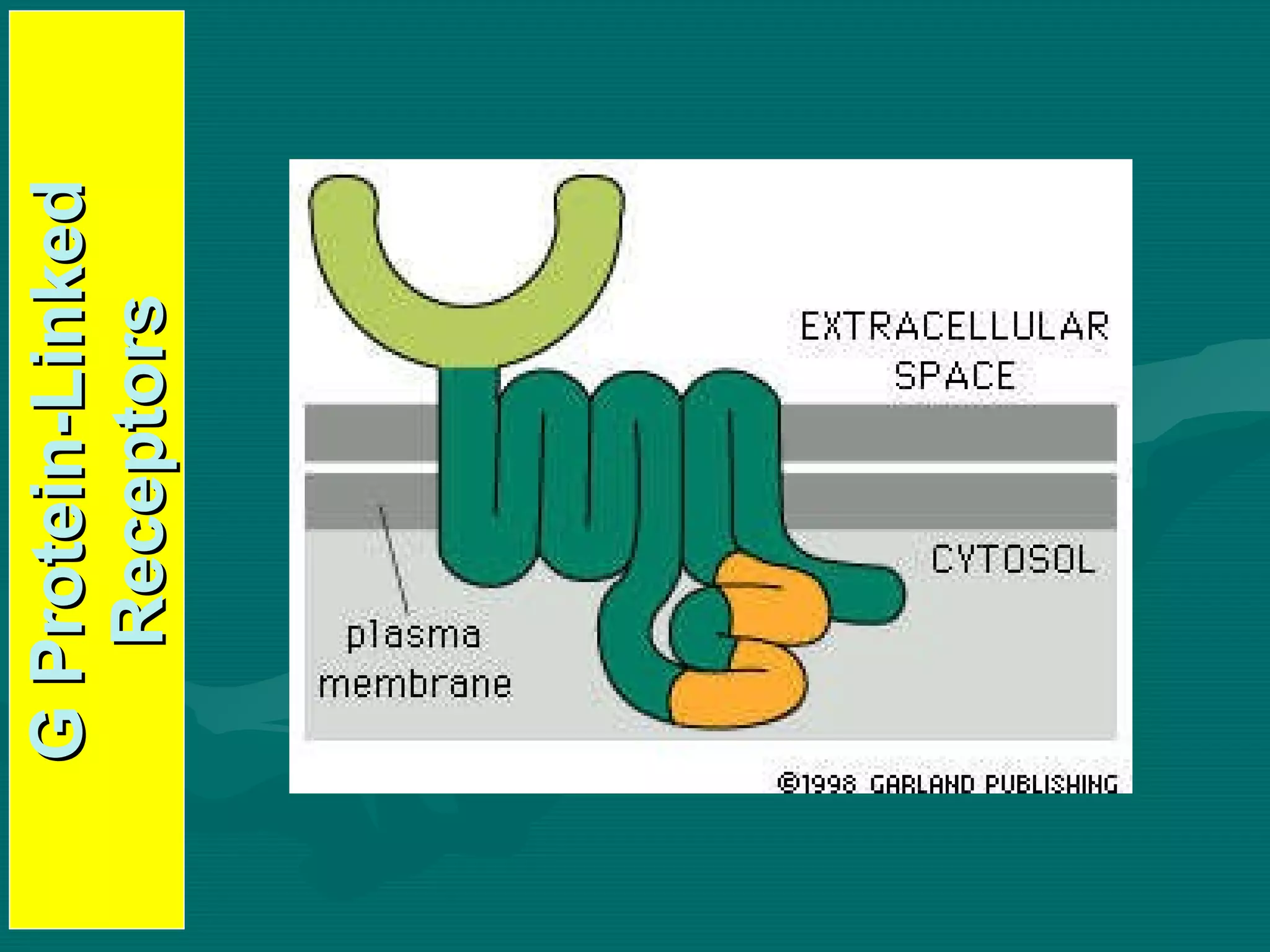 G Protein-Linked Receptors 
