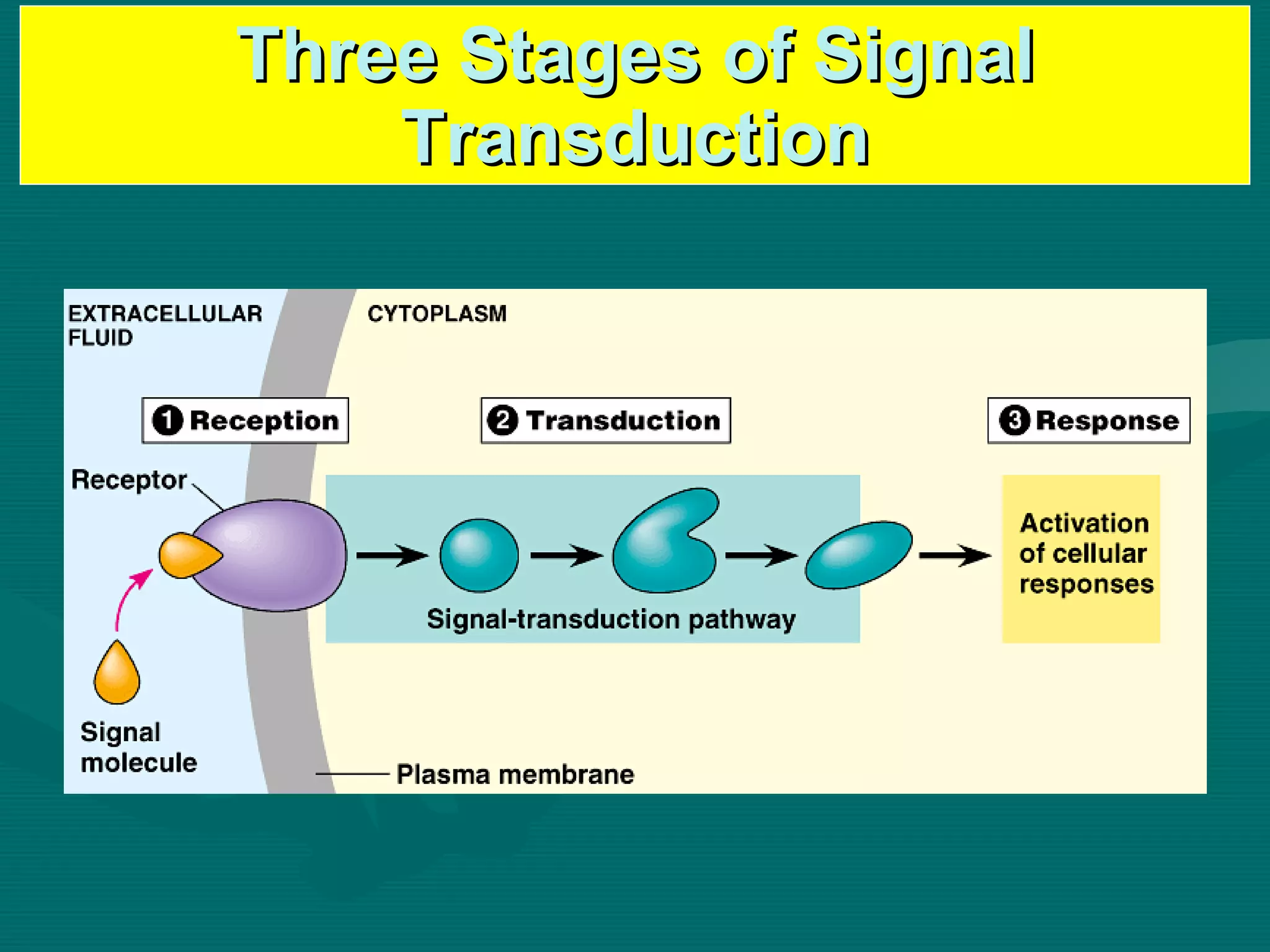 Three Stages of Signal Transduction 