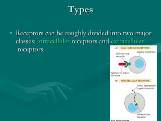 Types Receptors can be roughly divided into two major classes:  intracellular  receptors and  extracellular  receptors. 