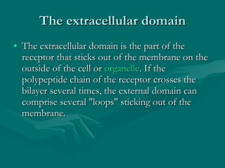 The extracellular domain The extracellular domain is the part of the receptor that sticks out of the membrane on the outside of the cell or  organelle . If the polypeptide chain of the receptor crosses the bilayer several times, the external domain can comprise several "loops" sticking out of the membrane. 