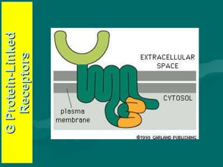 G Protein-Linked Receptors 