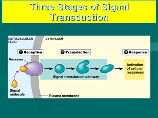 Three Stages of Signal Transduction 