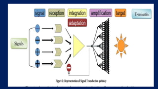 Introduction Signalysis Introduction to Cell signalling | PPTX