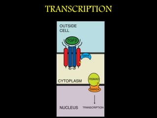 TGF Beta Pathway and Inositol Phosphate Pathway In Cell Signalling | PPTX