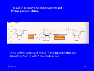 The cAMP pathway : Second messengers and
Protein phosphorylation.
Cyclic AMP is synthesized from ATP by adenylyl cyclase and
degraded to AMP by cAMP phosphodiesterase.
Jan 18, 2017 50
 