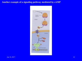 Another example of a signaling pathway mediated by cAMP
Jan 18, 2017 61
 