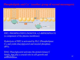 Pip2 Inositol Cell signalling | PPT