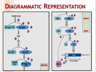 DIAGRAMMATIC REPRESENTATION
 
