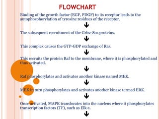 FLOWCHART
Binding of the growth factor (EGF, PDGF) to its receptor leads to the
autophosphorylation of tyrosine residues of the receptor.

The subsequent recruitment of the Grb2-Sos proteins.

This complex causes the GTP-GDP exchange of Ras.

This recruits the protein Raf to the membrane, where it is phosphorylated and
thus activated.

Raf phosphorylates and activates another kinase named MEK.

MEK in turn phosphorylates and activates another kinase termed ERK.

Once activated, MAPK translocates into the nucleus where it phosphorylates
transcription factors (TF), such as Elk-1.

 