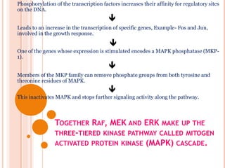TOGETHER RAF, MEK AND ERK MAKE UP THE
THREE-TIERED KINASE PATHWAY CALLED MITOGEN
ACTIVATED PROTEIN KINASE (MAPK) CASCADE.
Phosphorylation of the transcription factors increases their affinity for regulatory sites
on the DNA.

Leads to an increase in the transcription of specific genes, Example- Fos and Jun,
involved in the growth response.

One of the genes whose expression is stimulated encodes a MAPK phosphatase (MKP-
1).

Members of the MKP family can remove phosphate groups from both tyrosine and
threonine residues of MAPK.

This inactivates MAPK and stops further signaling activity along the pathway.
 