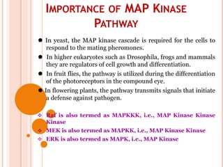 IMPORTANCE OF MAP KINASE
PATHWAY
 In yeast, the MAP kinase cascade is required for the cells to
respond to the mating pheromones.
 In higher eukaryotes such as Drosophila, frogs and mammals
they are regulators of cell growth and differentiation.
 In fruit flies, the pathway is utilized during the differentiation
of the photoreceptors in the compound eye.
 In flowering plants, the pathway transmits signals that initiate
a defense against pathogen.
 Raf is also termed as MAPKKK, i.e., MAP Kinase Kinase
Kinase
 MEK is also termed as MAPKK, i.e., MAP Kinase Kinase
 ERK is also termed as MAPK, i.e., MAP Kinase
 