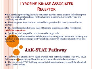 TYROSINE KINASE ASSOCIATED
RECEPTOR
 Rather than possessing intrinsic enzymatic activity, many enzyme linked receptors
act by stimulating intracellular protein tyrosine kinases with which they are non-
covalently associated.
 These enzymes associate with intracellular proteins that have tyrosine kinase
activity.
 The most largest and diverse class of tyrosine kinases associated receptors is
cytokine receptors.
 Cytokines bind to specific receptors on the target cells.
 Cytokines are low-molecular weight proteins that regulate the nature, intensity and
duration of the immune response by exerting a variety of effects on lymphocytes and
other cells.
 The cytokines utilize a novel signal transduction pathway referred to as JAK-STAT
Pathway, which operates without the involvement of a secondary messenger.
 The use of JAK-STAT Pathway transmits information from extracellular chemical
signals to the nucleus.
 