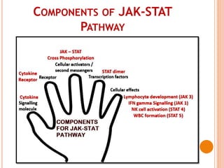 COMPONENTS OF JAK-STAT
PATHWAY
 