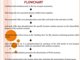 FLOWCHART
Cytokine bind simultaneously to the two receptor monomers.

This brings the two associated kinases (JAKs) closer together.

The associated JAKs cross phosphorylate each other and leads to the activation of JAK.

Activated JAKs than phosphorylate the specific tyrosine residues present on the intracellular
domain of the cytokine receptor.

Phosphotyrosines then serves as the “docking sites” for SH2 domain containing proteins called
STATs.

After STATs dock on, it is phosphorylated by members of the JAK family of non-receptor
protein-tyrosine kinases, which are associated with cytokine receptors.

Tyrosine phosphorylation promotes the dimerization of STAT proteins.

It is then translocated to the nucleus where they stimulate the transcription of target genes.
 