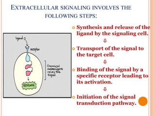EXTRACELLULAR SIGNALING INVOLVES THE
FOLLOWING STEPS:
 Synthesis and release of the
ligand by the signaling cell.

 Transport of the signal to
the target cell.

 Binding of the signal by a
specific receptor leading to
its activation.

 Initiation of the signal
transduction pathway.
 