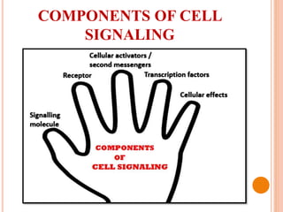 COMPONENTS OF CELL
SIGNALING
 