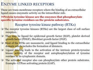 ENZYME LINKED RECEPTORS
These are trans-membrane receptors where the binding of an extracellular
ligand causes enzymatic activity on the intracellular side.
Protein tyrosine kinase are the enzymes that phosphorylate
specific tyrosine residues on the protein substrates.
Receptor tyrosine kinase pathway (RTKs)
 The receptor tyrosine kinases (RTKs) are the largest class of cell surface
receptors.
 They may be ligand for epidermal growth factor (EGF), platelet derived
growth factor (PDGF), fibroblast growth factor (FGF).
 Most of the RTKs are monomeric, and ligand binding to the extracellular
domain which includes the formation of dimmers.
 Ligand binding leads to the activation of the intrinsic protein-tyrosine
kinase activity of the receptor and autophosphorylation of tyrosine
residues in its cytoplasmic domain.
 The activated receptor also can phosphorylate other protein substrates.
Example- GTPase activating protein (GAP).
 