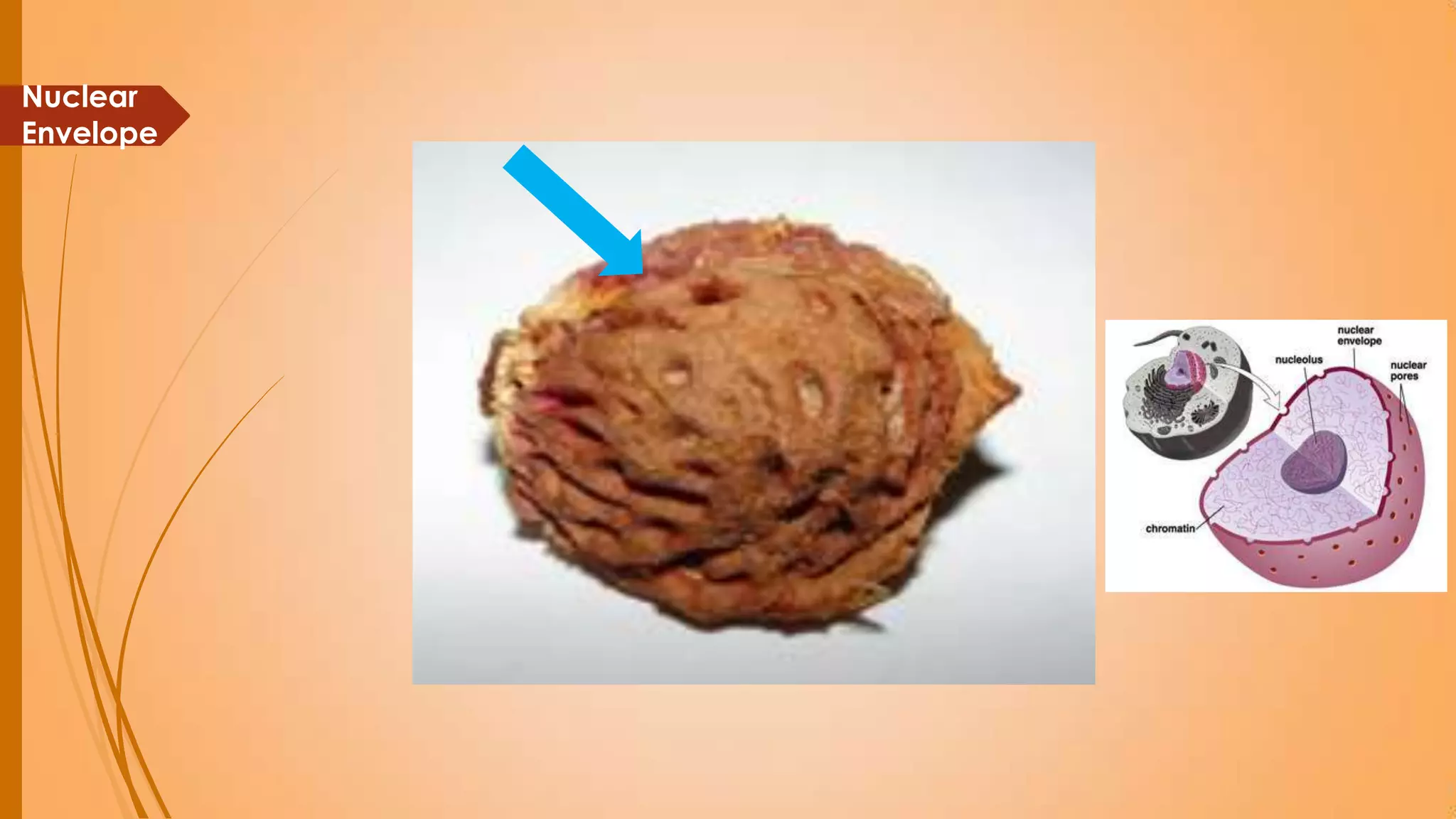 Cell simile project | PPTX