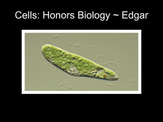 Cells: Honors Biology ~ Edgar 