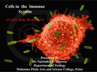 Presented By
Dr. Narendra A. Manwar
Department of Zoology
Mahatma Phule Arts and Science College, Patur
Cells in the Immune
System
CLASS- B.Sc. III SEM- VI
 