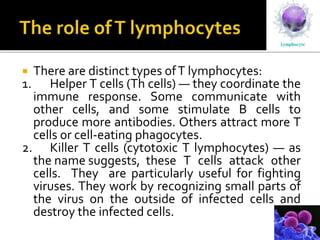  There are distinct types ofT lymphocytes:
1. Helper T cells (Th cells) — they coordinate the
immune response. Some communicate with
other cells, and some stimulate B cells to
produce more antibodies. Others attract more T
cells or cell-eating phagocytes.
2. Killer T cells (cytotoxic T lymphocytes) — as
the name suggests, these T cells attack other
cells. They are particularly useful for fighting
viruses. They work by recognizing small parts of
the virus on the outside of infected cells and
destroy the infected cells.
 