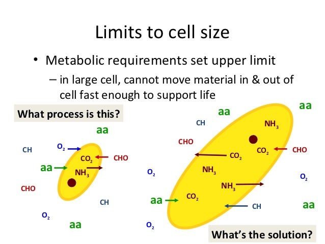 cell size why is there a limit on cell size