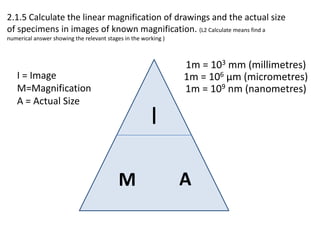 2.1.5 Calculate the linear magnification of drawings and the actual size
of specimens in images of known magnification. (L2 Calculate means find a
numerical answer showing the relevant stages in the working )



                                                                1m = 103 mm (millimetres)
   I = Image                                                    1m = 106 µm (micrometres)
   M=Magnification                                              1m = 109 nm (nanometres)
   A = Actual Size
                                                       I

                                           M                    A
 