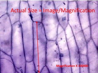 Actual Size = Image/Magnification




                 Magnification X 100000
 
