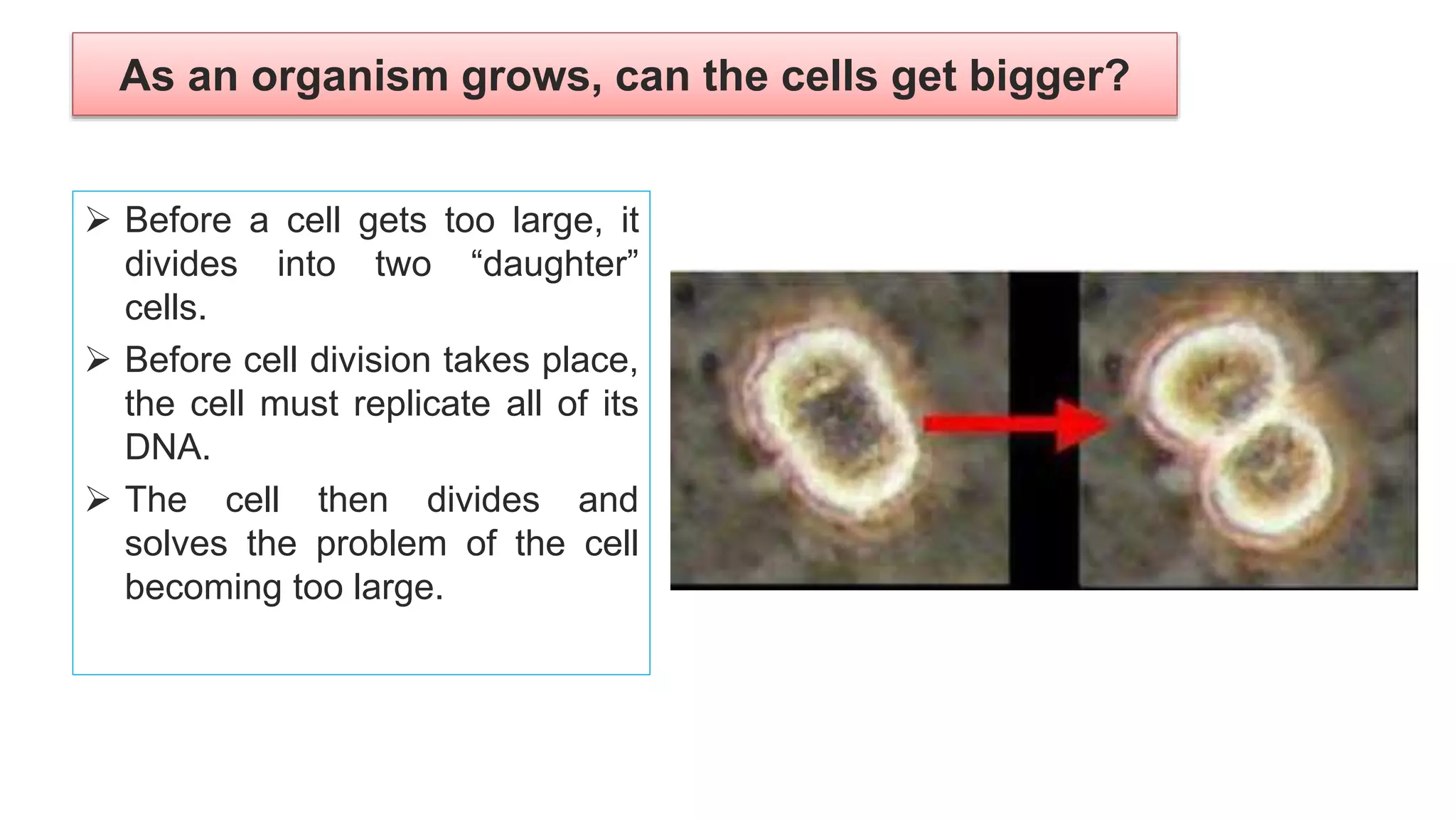 As an organism grows, can the cells get bigger?
 Before a cell gets too large, it
divides into two “daughter”
cells.
 Before cell division takes place,
the cell must replicate all of its
DNA.
 The cell then divides and
solves the problem of the cell
becoming too large.
 