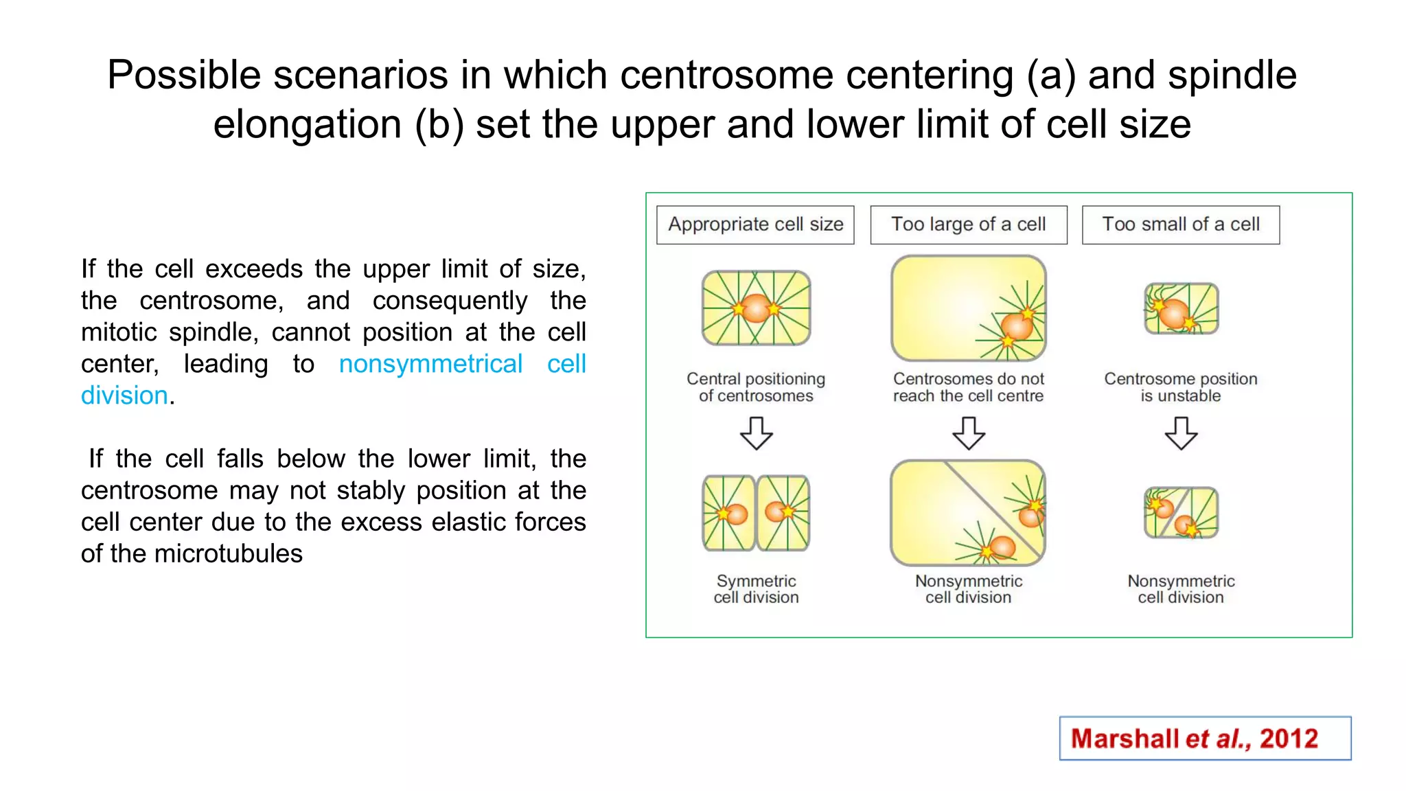 Possible scenarios in which centrosome centering (a) and spindle
elongation (b) set the upper and lower limit of cell size
If the cell exceeds the upper limit of size,
the centrosome, and consequently the
mitotic spindle, cannot position at the cell
center, leading to nonsymmetrical cell
division.
If the cell falls below the lower limit, the
centrosome may not stably position at the
cell center due to the excess elastic forces
of the microtubules
 