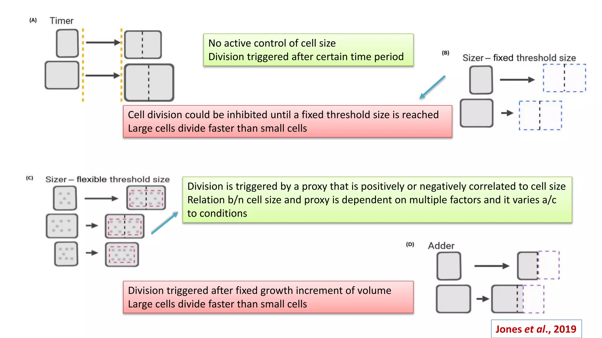 No active control of cell size
Division triggered after certain time period
Division triggered after fixed growth increment of volume
Large cells divide faster than small cells
Cell division could be inhibited until a fixed threshold size is reached
Large cells divide faster than small cells
Division is triggered by a proxy that is positively or negatively correlated to cell size
Relation b/n cell size and proxy is dependent on multiple factors and it varies a/c
to conditions
Jones et al., 2019
 