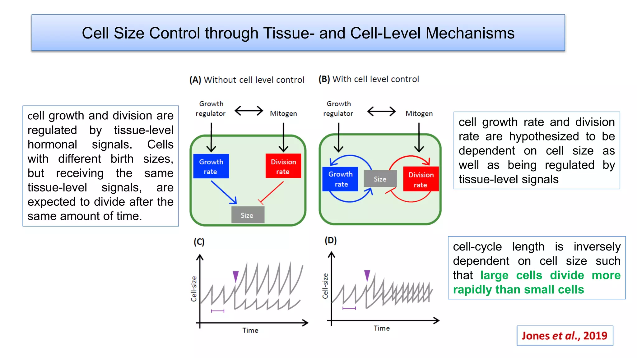 Cell Size Control through Tissue- and Cell-Level Mechanisms
cell growth and division are
regulated by tissue-level
hormonal signals. Cells
with different birth sizes,
but receiving the same
tissue-level signals, are
expected to divide after the
same amount of time.
cell growth rate and division
rate are hypothesized to be
dependent on cell size as
well as being regulated by
tissue-level signals
cell-cycle length is inversely
dependent on cell size such
that large cells divide more
rapidly than small cells
 