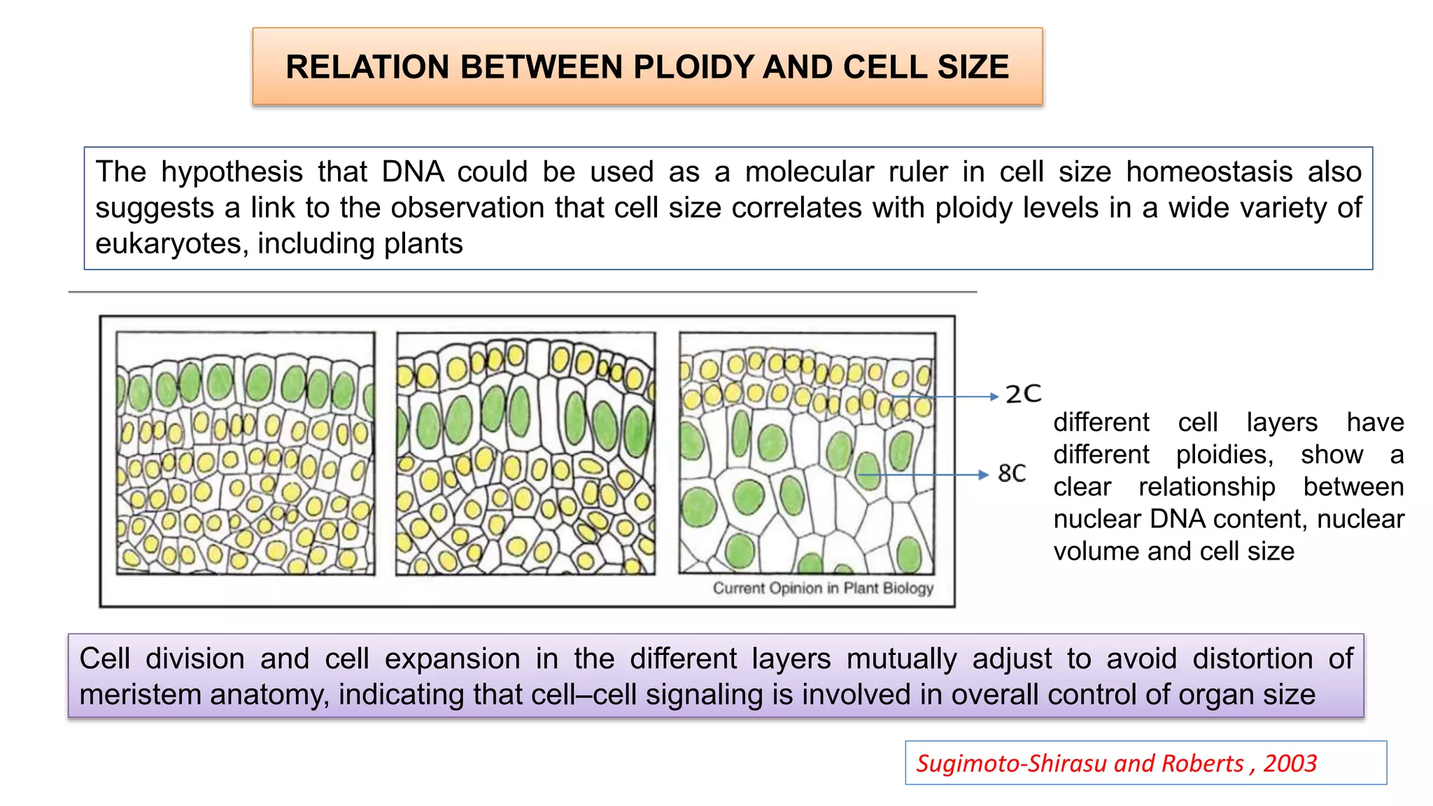RELATION BETWEEN PLOIDY AND CELL SIZE
The hypothesis that DNA could be used as a molecular ruler in cell size homeostasis also
suggests a link to the observation that cell size correlates with ploidy levels in a wide variety of
eukaryotes, including plants
Sugimoto-Shirasu and Roberts , 2003
different cell layers have
different ploidies, show a
clear relationship between
nuclear DNA content, nuclear
volume and cell size
Cell division and cell expansion in the different layers mutually adjust to avoid distortion of
meristem anatomy, indicating that cell–cell signaling is involved in overall control of organ size
 