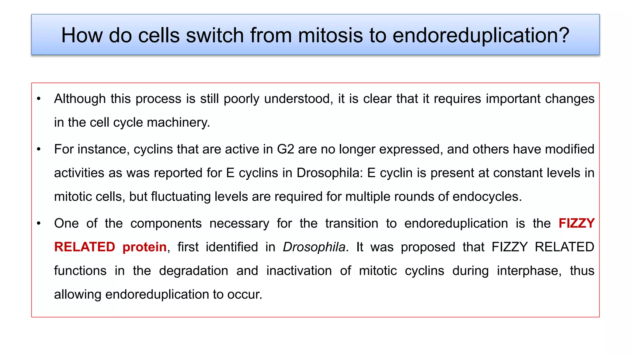 How do cells switch from mitosis to endoreduplication?
• Although this process is still poorly understood, it is clear that it requires important changes
in the cell cycle machinery.
• For instance, cyclins that are active in G2 are no longer expressed, and others have modified
activities as was reported for E cyclins in Drosophila: E cyclin is present at constant levels in
mitotic cells, but fluctuating levels are required for multiple rounds of endocycles.
• One of the components necessary for the transition to endoreduplication is the FIZZY
RELATED protein, first identified in Drosophila. It was proposed that FIZZY RELATED
functions in the degradation and inactivation of mitotic cyclins during interphase, thus
allowing endoreduplication to occur.
 