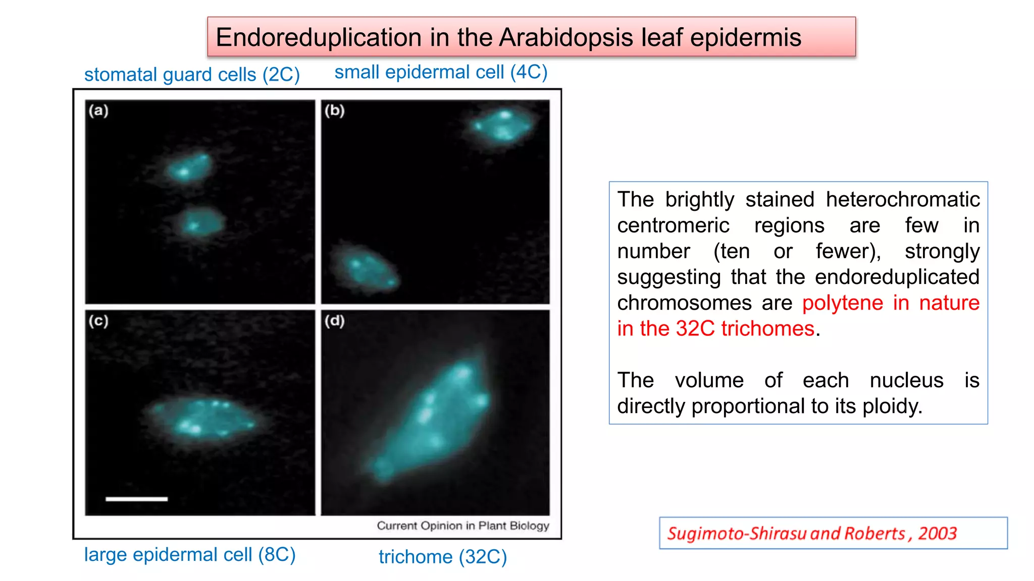 trichome (32C)
stomatal guard cells (2C) small epidermal cell (4C)
large epidermal cell (8C)
The brightly stained heterochromatic
centromeric regions are few in
number (ten or fewer), strongly
suggesting that the endoreduplicated
chromosomes are polytene in nature
in the 32C trichomes.
The volume of each nucleus is
directly proportional to its ploidy.
Endoreduplication in the Arabidopsis leaf epidermis
 
