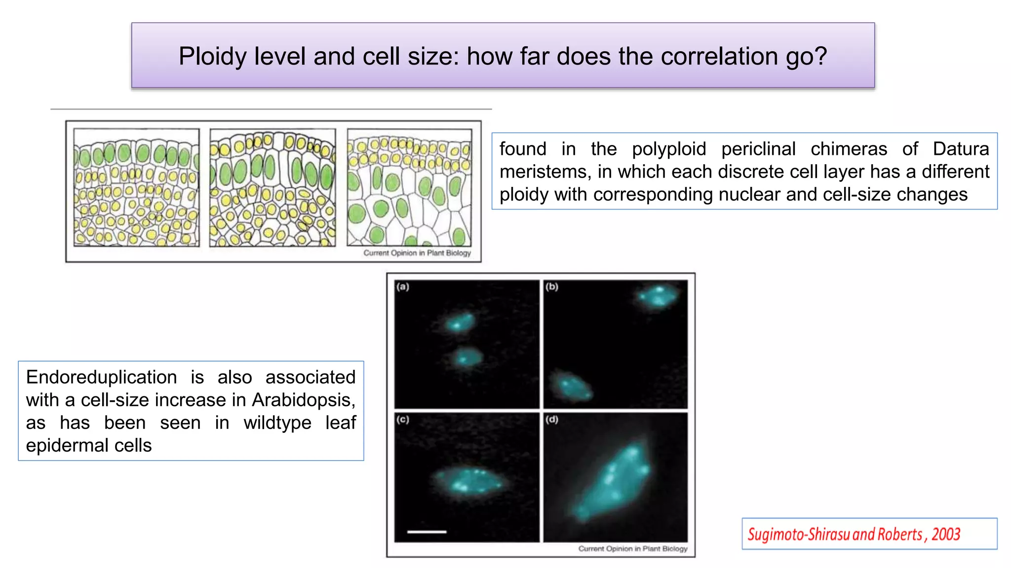 Ploidy level and cell size: how far does the correlation go?
found in the polyploid periclinal chimeras of Datura
meristems, in which each discrete cell layer has a different
ploidy with corresponding nuclear and cell-size changes
Endoreduplication is also associated
with a cell-size increase in Arabidopsis,
as has been seen in wildtype leaf
epidermal cells
 