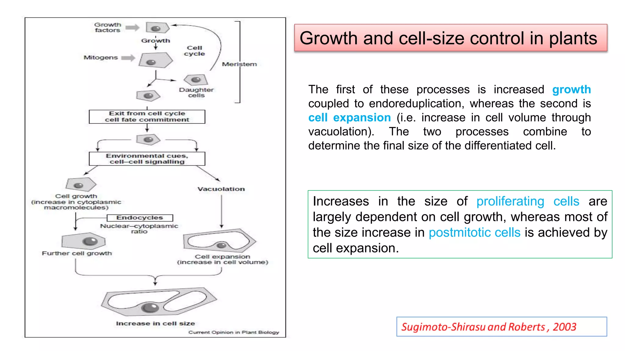 The first of these processes is increased growth
coupled to endoreduplication, whereas the second is
cell expansion (i.e. increase in cell volume through
vacuolation). The two processes combine to
determine the final size of the differentiated cell.
Growth and cell-size control in plants
Increases in the size of proliferating cells are
largely dependent on cell growth, whereas most of
the size increase in postmitotic cells is achieved by
cell expansion.
 