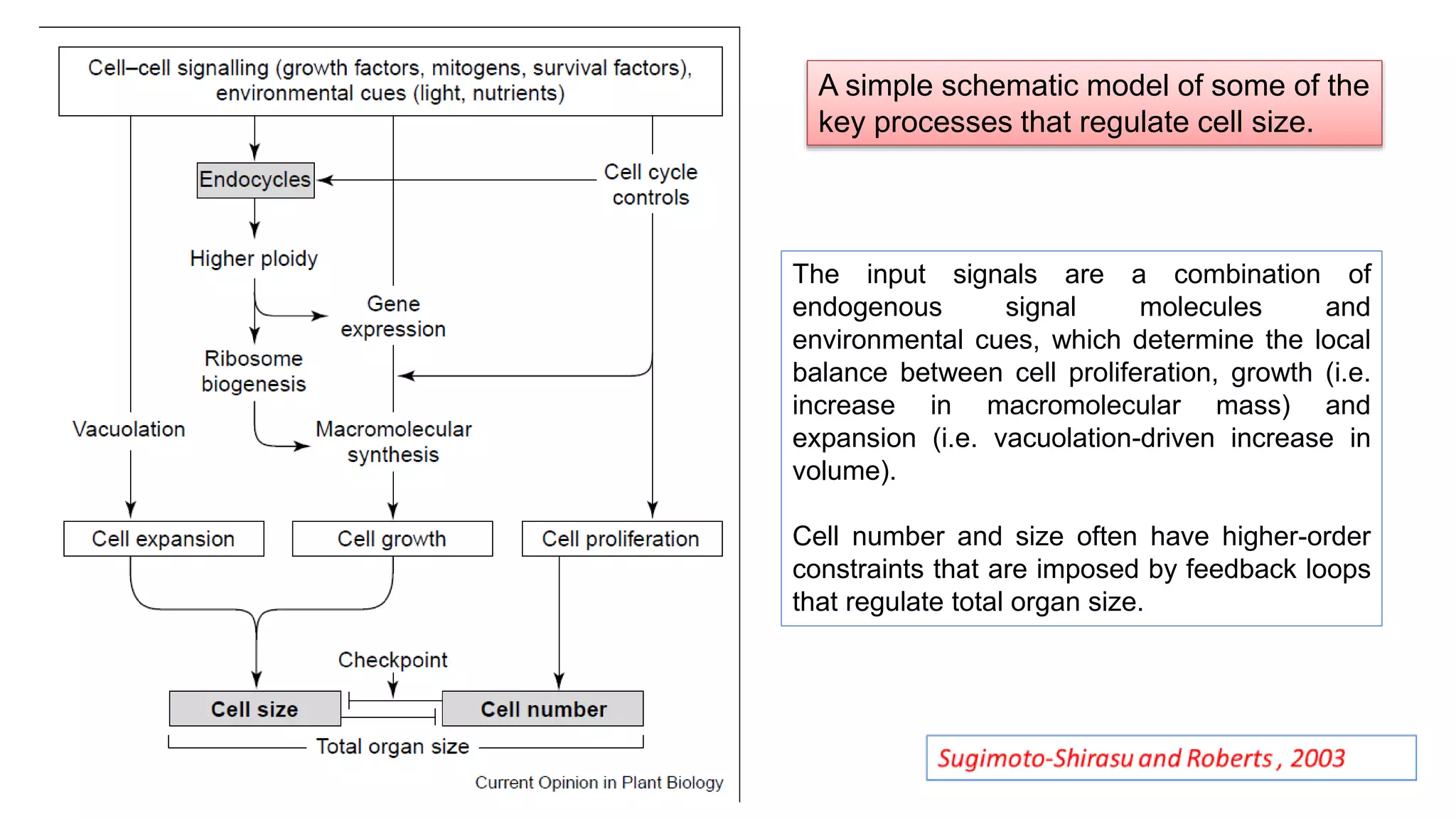 A simple schematic model of some of the
key processes that regulate cell size.
The input signals are a combination of
endogenous signal molecules and
environmental cues, which determine the local
balance between cell proliferation, growth (i.e.
increase in macromolecular mass) and
expansion (i.e. vacuolation-driven increase in
volume).
Cell number and size often have higher-order
constraints that are imposed by feedback loops
that regulate total organ size.
 